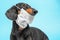 Portrait of smart dachshund dog in protective mask for not to spread dangerous virus, not infect others, on blue background.