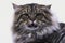 Portrait of a smart fluffy siberian cat