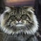 Portrait of a smart fluffy siberian cat