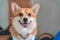 Portrait of smart obedient welsh corgi pembroke or cardigan dog looking forward and smiling, front view