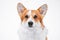 Portrait of smart obedient welsh corgi pembroke or cardigan dog looking forward on white background, front view,