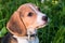 Portrait of a smart puppy with a mild pleading look. Beagle puppy on a walk in a serene summer evening.