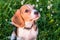 Portrait of a smart puppy with a mild pleading look. Beagle puppy on a walk in a serene summer evening.