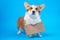 Portrait of smart welsh corgi pembroke dog in protective mask for not to spread dangerous virus, not infect others, on blue