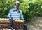 Portrait of smiling African-American farmer with boxes of freshly harvested ripe peaches in fruit garden