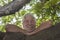 Portrait of a smiling attractive retired man with beard enjoying nature and plants  - active lifestyle for a pensioner people