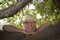 Portrait of a smiling attractive retired man with a beard enjoying nature and plants leaning against tree branches - active