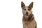 Portrait of a smiling australian cattle dog looking straight int