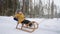 Portrait of a smiling boy 3-4 years old in slow motion who rides a sled in a snowy forest in winter