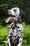 Portrait of smiling dalmatian puppy in the garden