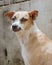 A portrait of a smiling dog in front of a concrete background