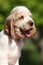 Portrait of smiling English Cocker Spaniel puppy