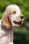 Portrait of smiling English Cocker Spaniel puppy