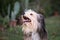 Portrait of a smiling fluffy dog outdoor