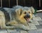 Portrait of smiling fluffy stray dog â€‹â€‹of gray color. Homeless dog lies on the road