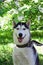 Portrait of smiling grey and white Husky dog in a garden with blossom white flowers of apple tree