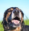 Portrait of smiling happy hunting dog close up.