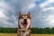Portrait smiling happy muzzle of the Siberian husky. Red husky dog against the background sky with clouds. Low Angle View.