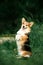 portrait smiling happy Welsh corgi dog. green park on background