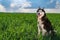 Portrait smiling Husky dog is backlit in a golden-green field of grass at sunset. Beauty siberian husky in nature.