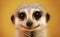 Portrait of a smiling meerkat