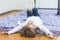 Portrait of Smiling Relaxing Caucasian Little Girl Posing on Floor