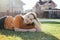 Portrait of smiling teen girl lying on sunny green grass of cottage village on background