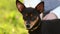 Portrait of a smooth-haired Russian Toy Terrier, in a meadow on a summer day with its owner, close-up.