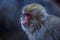 Portrait of Smow monkey in the Jigokudani Park, Japan