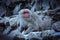 Portrait of Smow monkey in the Jigokudani Park, Japan