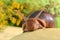 Portrait of a snail on a background of plants