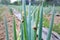 portrait of snail pests feeding on spring onion vegetable crops