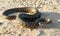 Portrait of a snake, looking at camera on sand in the steppe