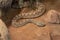 Portrait of a snake in nature in Palestine