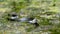 Portrait of Snake in Swamp Thickets and Algae, Close-up, Serpent in River