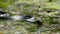 Portrait of Snake in Swamp Thickets and Algae, Close-up, Serpent in River