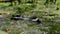 Portrait of Snake in Swamp Thickets and Algae, Close-up, Serpent in River