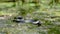Portrait of Snake in Swamp Thickets and Algae, Close-up, Serpent in River