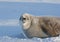 Portrait snarling crabeater seal on a sunny day.