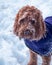 Portrait of a snow covered Cockapoo in his coat