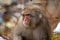 Portrait of a snow monkey