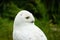 Portrait of a snow owl with a green background. Bubo scandiacus.