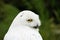 Portrait of a snow owl with a green background. Bubo scandiacus.