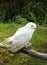 Portrait of a snow owl with a green background. Bubo scandiacus.