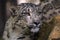 Portrait of a snow panther or snow leopard