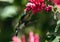 Portrait of Snowy-bellied Hummingbird, Panama