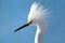 Portrait of Snowy egret