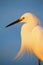 Portrait of Snowy egret