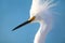 Portrait of Snowy egret