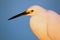 Portrait of Snowy egret